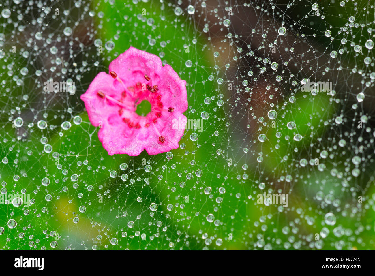 Kalmia à feuilles étroites (Kalmia angustifolia) tombé blossom reposant sur spider web, Grand Sudbury, Ontario, Canada Banque D'Images