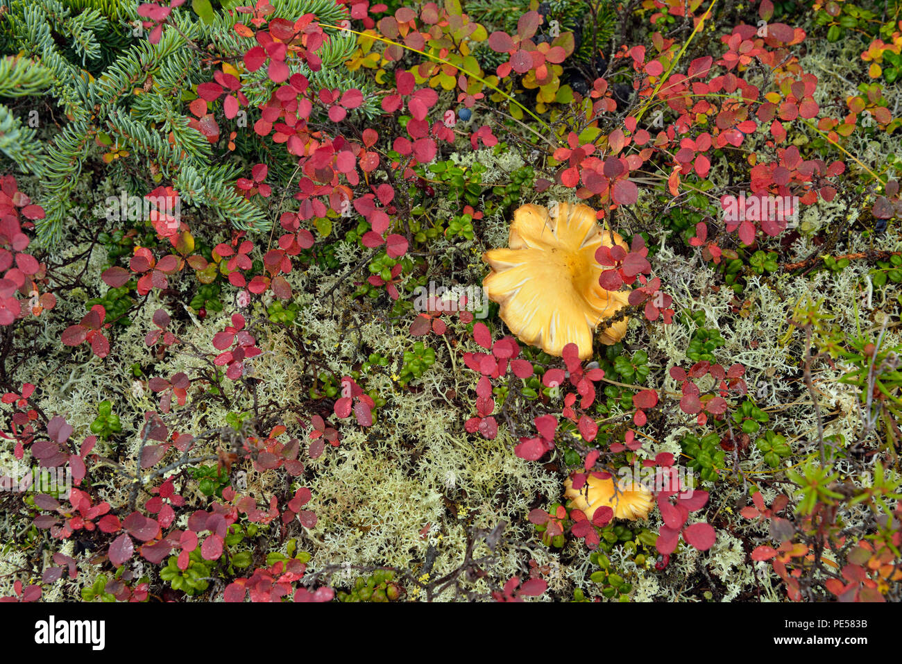 La toundra Toundra Arctique- de la communauté végétale et de bleuets de l'Arctique, les champignons Haven lodge on Lake Ennadai, Territoire du Nunavut, Canada Banque D'Images