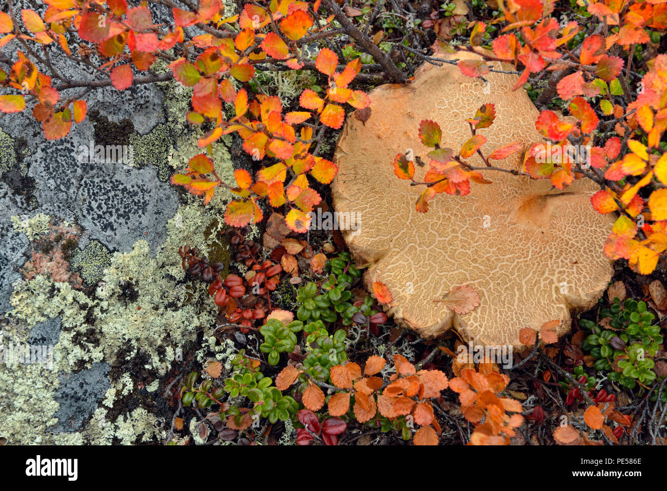 Les plantes de la toundra avec automne couleur- bouleau glanduleux et les champignons, lac Ennadai, Caribou Point, le territoire du Nunavut, Canada Banque D'Images