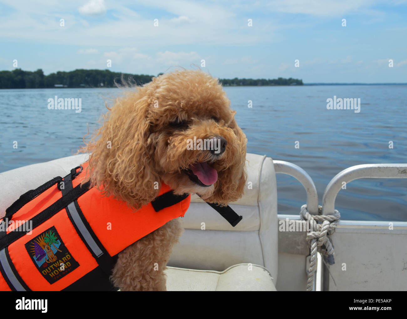 Tobey, le Cockapoo, aime s'amuser sur le bateau ponton Sporting son gilet de chien vers l'extérieur Banque D'Images