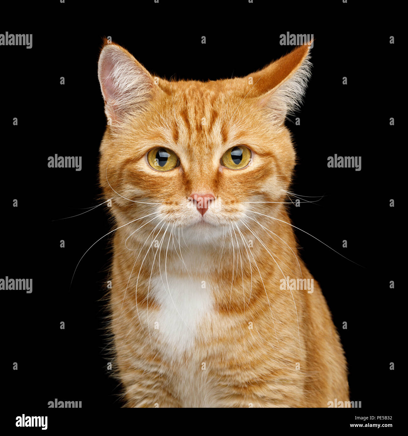 Portrait de chat drôle Gingembre regardant avec oreille maladroite isolées sur fond noir Banque D'Images