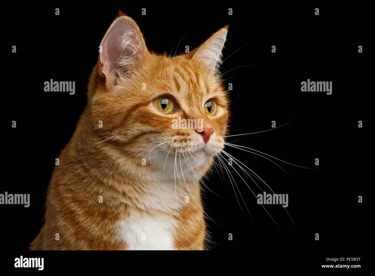 Portrait de l'adorable chat de gingembre isolées sur fond noir, vue de profil Banque D'Images