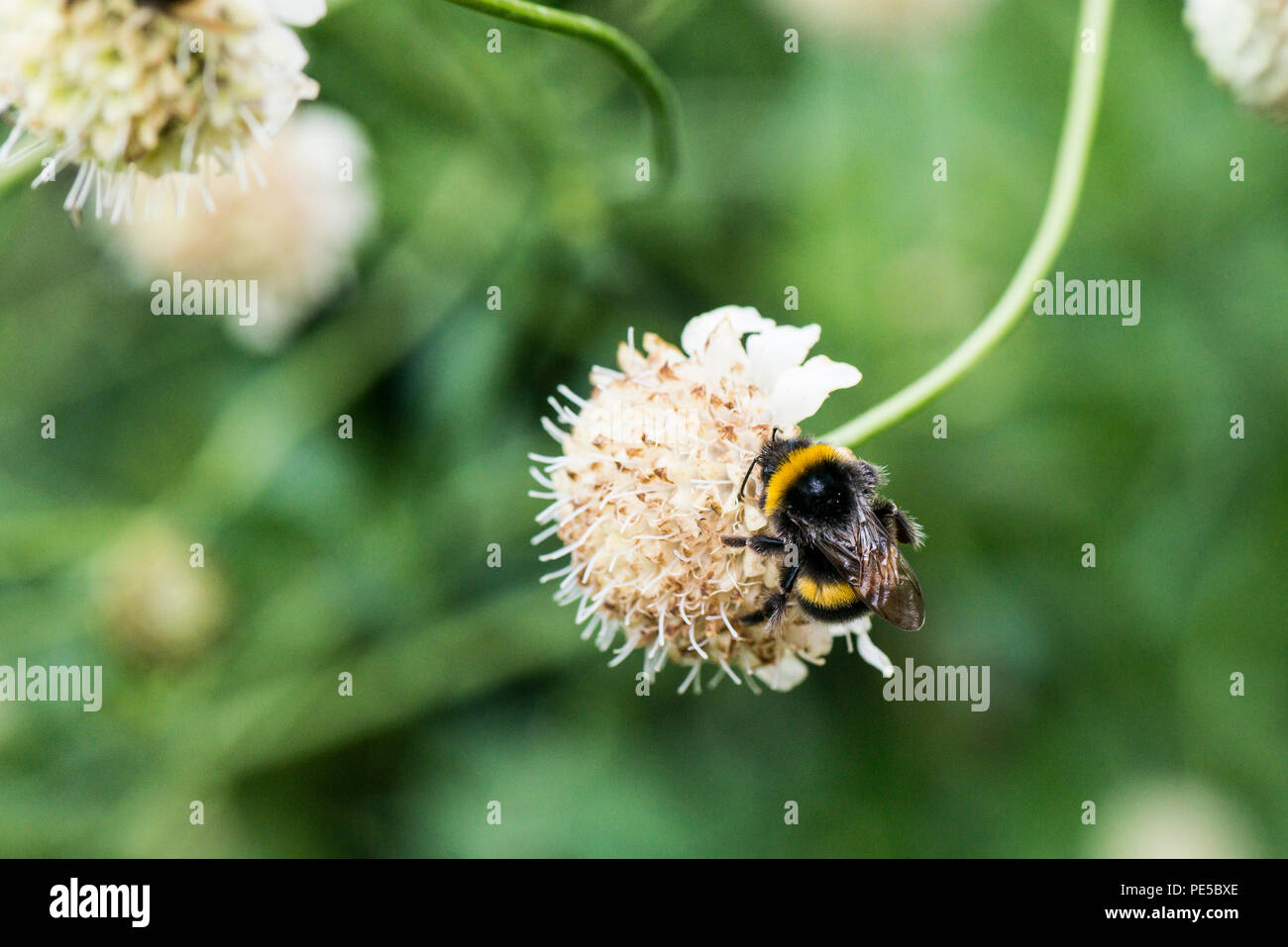 Un bourdon sur le capitule d'un géant scabious Banque D'Images