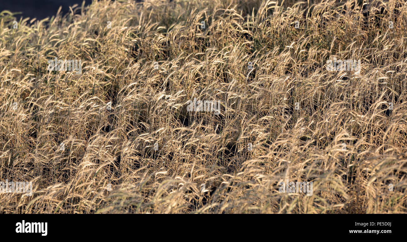 Lignes de grains, rétroéclairé par le soleil, poussant dans un paysage de lave noire. Banque D'Images