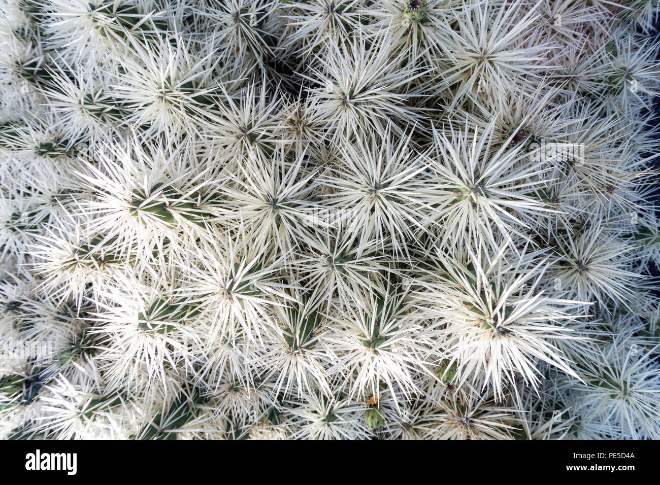 Détail de cactus avec des pointes blanches. Banque D'Images
