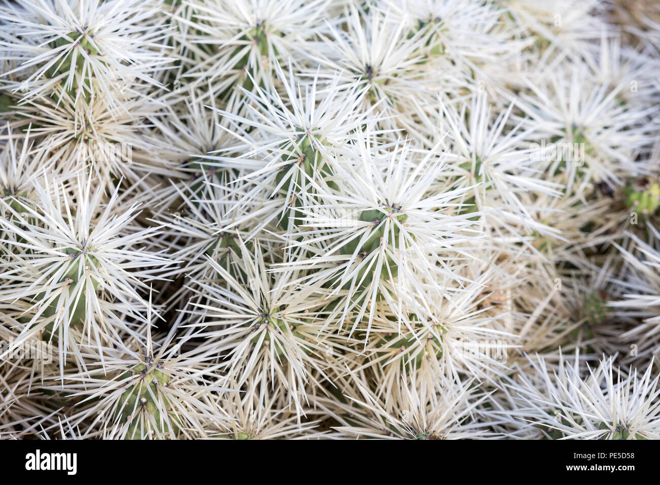 Détail de cactus avec des pointes blanches. Banque D'Images