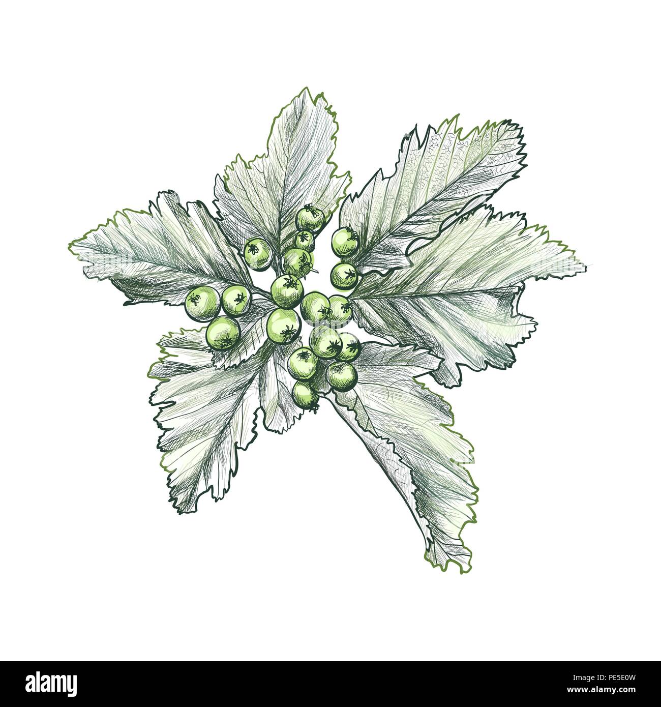 Succursale de rowan berry sketch, mountain-cendres twig, frêne racème pour album, feuillage de sorbier bouquet de feuilles, d'un cluster de matières de baies. La botanique et la flore, thème fruits de saison Illustration de Vecteur