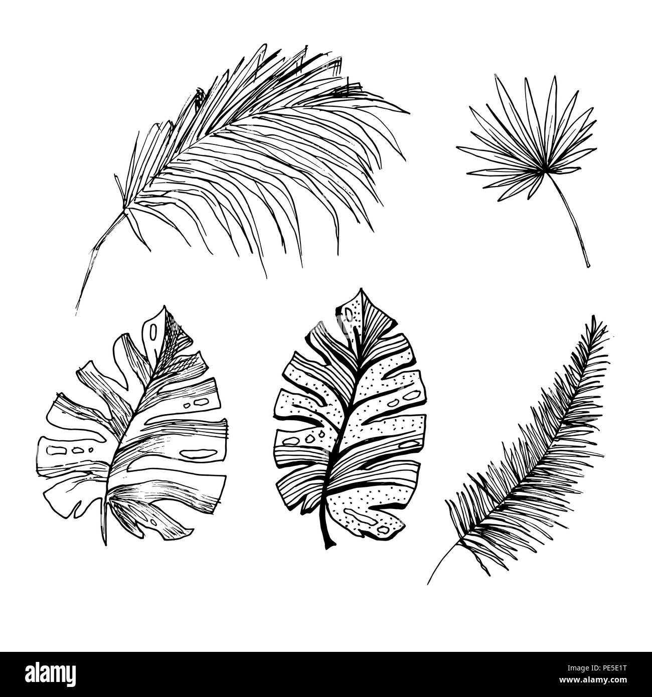 Ensemble de croquis isolés ou de cocotiers grands palmiers avec des feuilles. Plage et forêt tropicale, coco désert de la flore. Le feuillage des fougères subtropicales. Green palmae ou jungle arecaceae. La botanique, l'environnement Illustration de Vecteur Ensemble de croquis isolés ou de cocotiers grands palmiers avec des feuilles. Plage et forêt tropicale, coco désert de la flore. Le feuillage des fougères subtropicales. Green palmae ou jungle arecaceae. La botanique, l'environnement Illustration de Vecteur