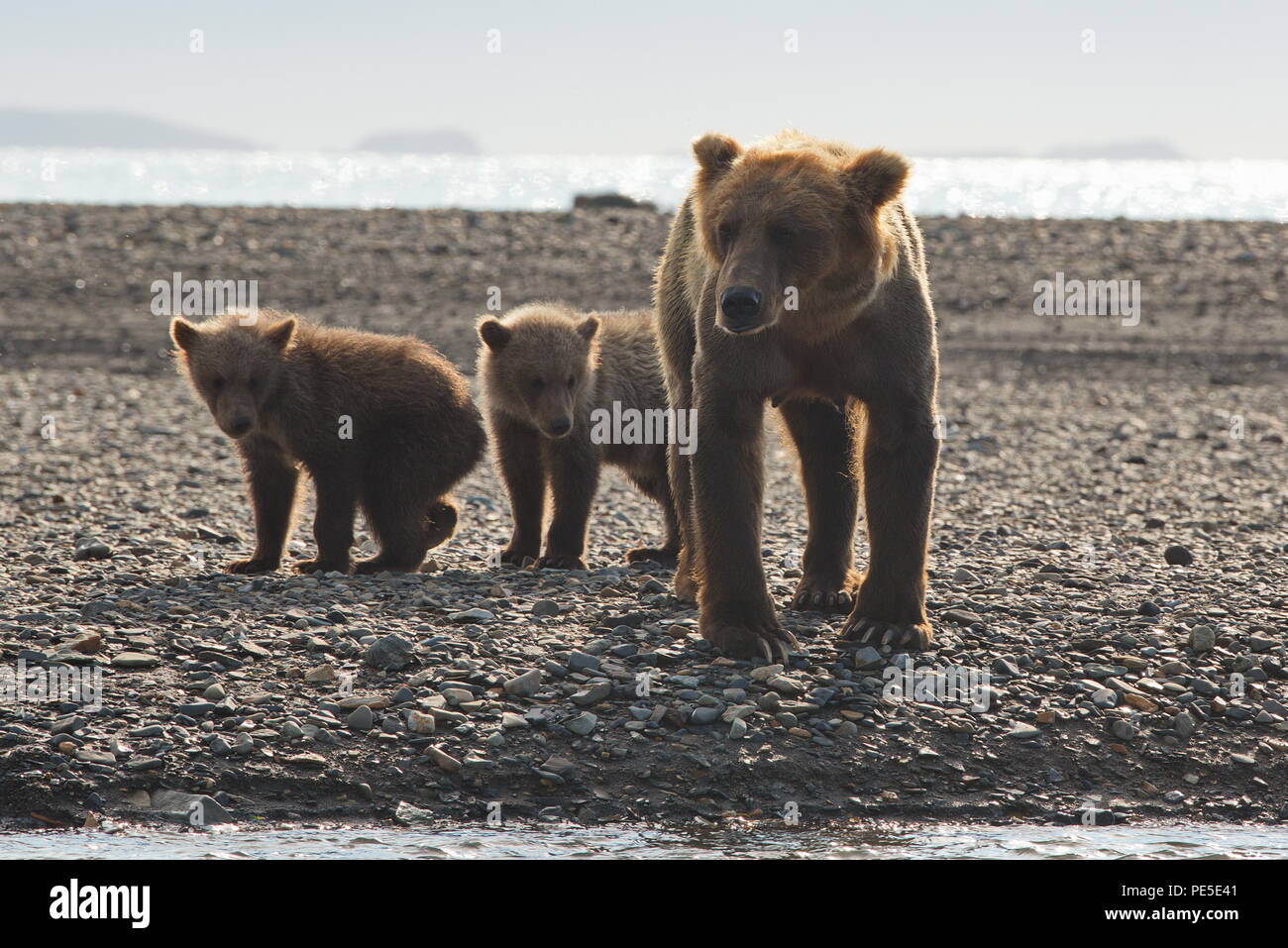 Mère de l'ours et d'oursons en truie Natioal de Kenai en Alaska Parc - Août 2018 Banque D'Images