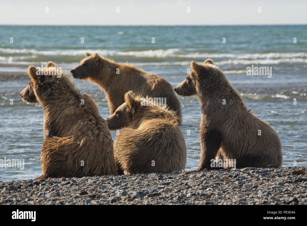 Mère de l'ours et d'oursons en truie Natioal de Kenai en Alaska Parc - Août 2018 Banque D'Images