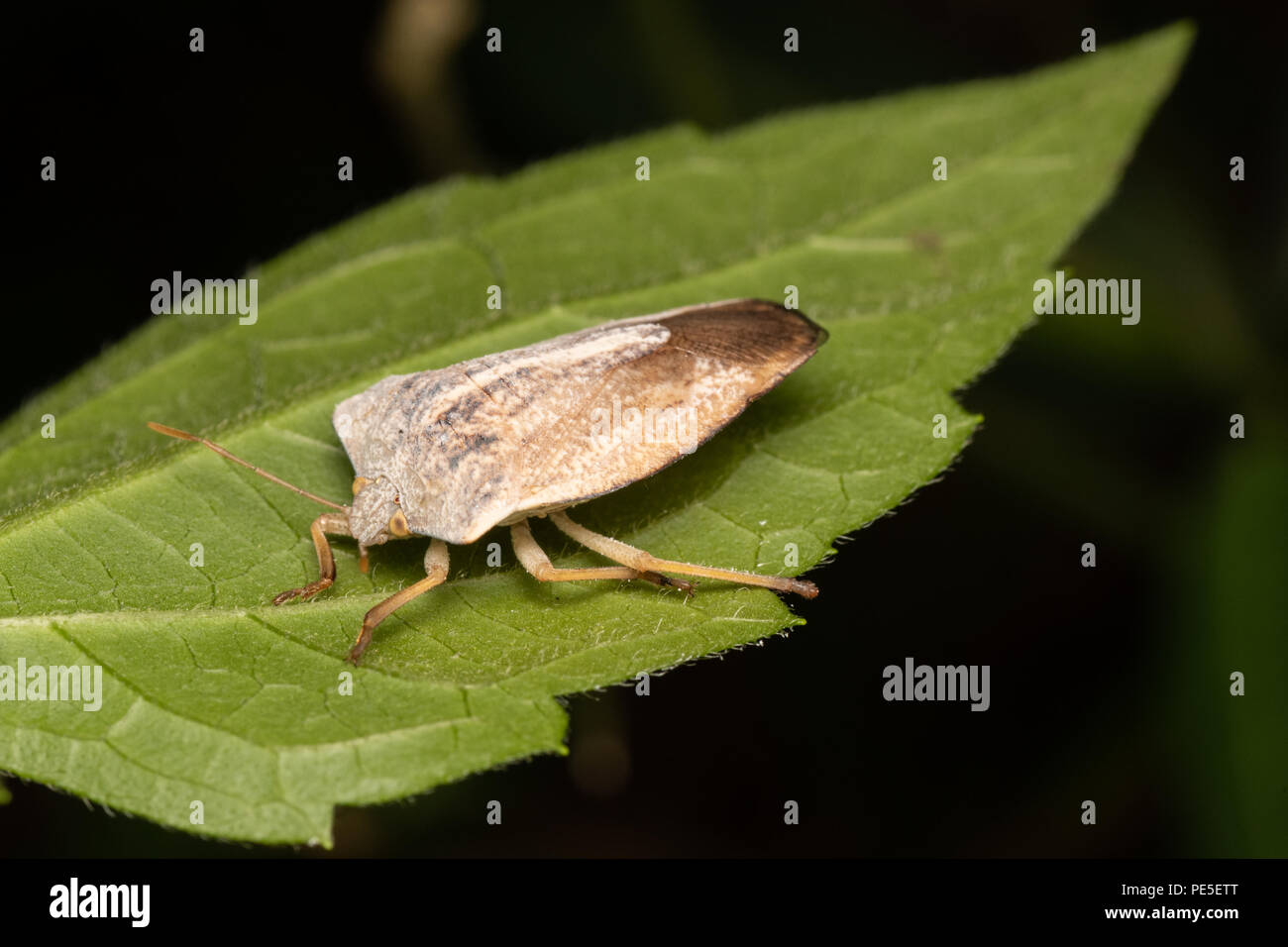 Tessaratomids ressemblent à de grosses stink bugs (famille Pentatomidae) et sont parfois très coloré. Banque D'Images