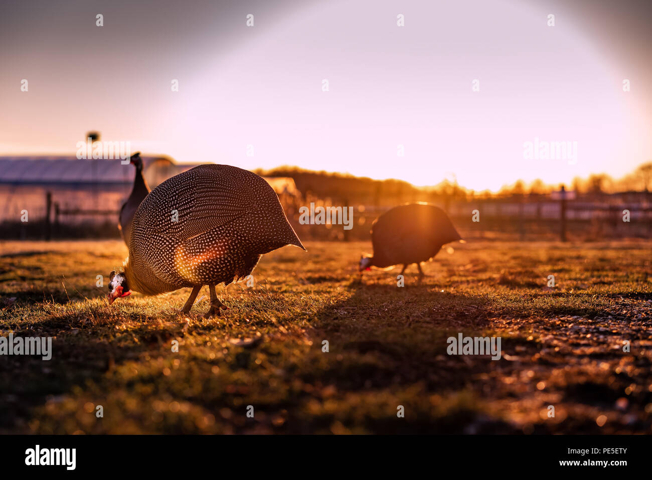 Le dos dur la lumière sur les poules de ferme au coucher du soleil. Banque D'Images