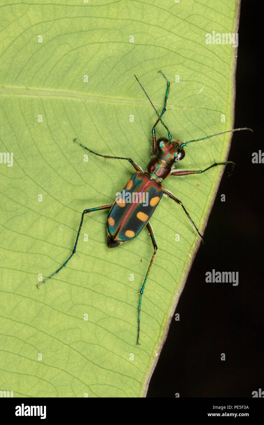 Cicindela aurulenta, nom commun ou à points bleus à taches Golden Tiger beetle, est un coléoptère de la famille des Carabidae. Banque D'Images