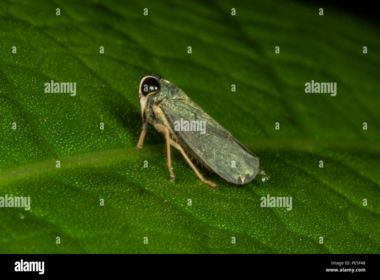 Coelidiinae est une sous-famille de cicadelles dans la famille Cicadellidae. Le parc national de Khao Luang, la Thaïlande. Banque D'Images