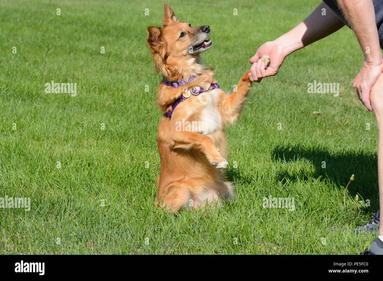 Mixed breed dog brown se serrer la main avec l'homme tout en regardant avec amour dans les yeux Banque D'Images