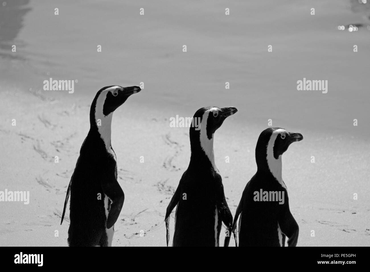 Pingouins africains (Spheniscus demersus) à la plage de Boulders colonie de pingouins, Simon's Town, Cape Town, Afrique du Sud.(B&W photo) Banque D'Images