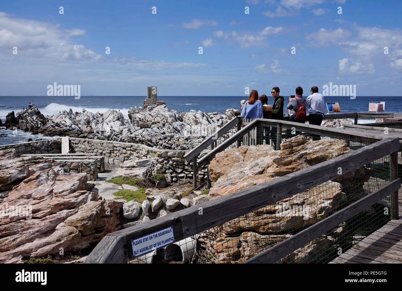 Manchot du Cap (Spheniscus demersus) à Stony Point Nature Reserve, Betty's Bay, Afrique du Sud. Banque D'Images