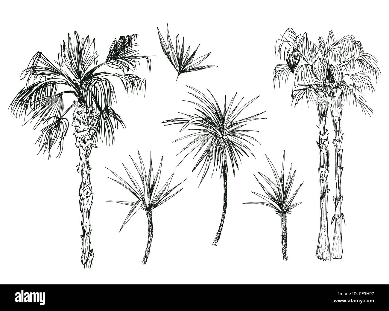 Ensemble de la noix de coco ou isolé reine palmiers avec des feuilles. Plage et forêt tropicale, coco désert de la flore. Le feuillage des fougères subtropicales. Sketch palmae ou jungle arecaceae.climat de l'Île,botanique, thème de l'environnement Illustration de Vecteur Ensemble de la noix de coco ou isolé reine palmiers avec des feuilles. Plage et forêt tropicale, coco désert de la flore. Le feuillage des fougères subtropicales. Sketch palmae ou jungle arecaceae.climat de l'Île,botanique, thème de l'environnement Illustration de Vecteur