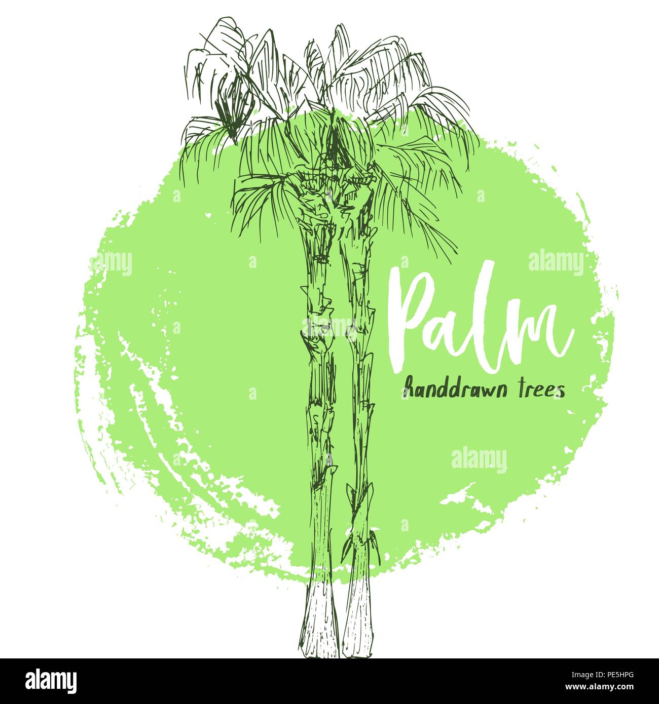 Coconut queen ou isolées avec des feuilles de palmiers. Plage et forêt tropicale, la flore du désert coco logo. Le feuillage des fougères subtropicales. Green palmae ou jungle arecaceae. Climat de l'île,botanique, thème de l'environnement Illustration de Vecteur Coconut queen ou isolées avec des feuilles de palmiers. Plage et forêt tropicale, la flore du désert coco logo. Le feuillage des fougères subtropicales. Green palmae ou jungle arecaceae. Climat de l'île,botanique, thème de l'environnement Illustration de Vecteur