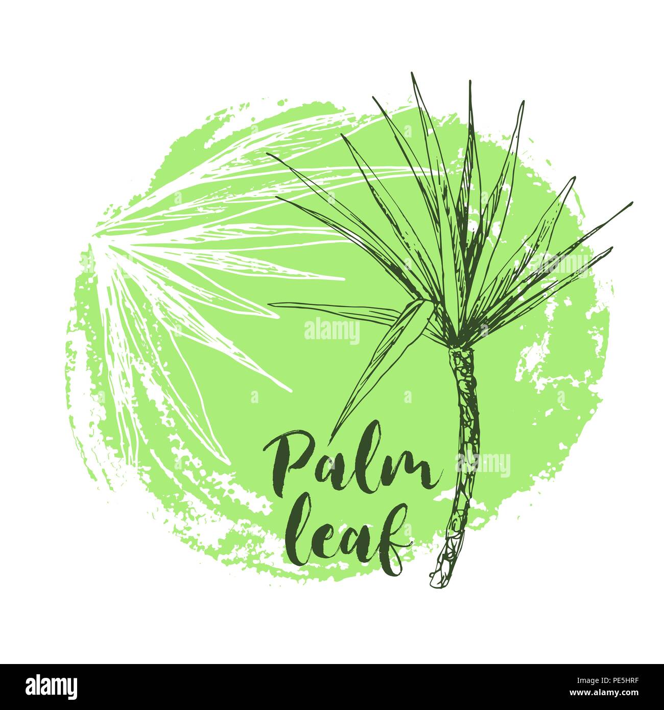 Coconut queen ou isolées avec des feuilles de palmiers. Plage et forêt tropicale, coco désert de la flore. Le feuillage des fougères subtropicales. Green palmae ou jungle arecaceae. Climat de l'île,botanique, thème de l'environnement Illustration de Vecteur Coconut queen ou isolées avec des feuilles de palmiers. Plage et forêt tropicale, coco désert de la flore. Le feuillage des fougères subtropicales. Green palmae ou jungle arecaceae. Climat de l'île,botanique, thème de l'environnement Illustration de Vecteur