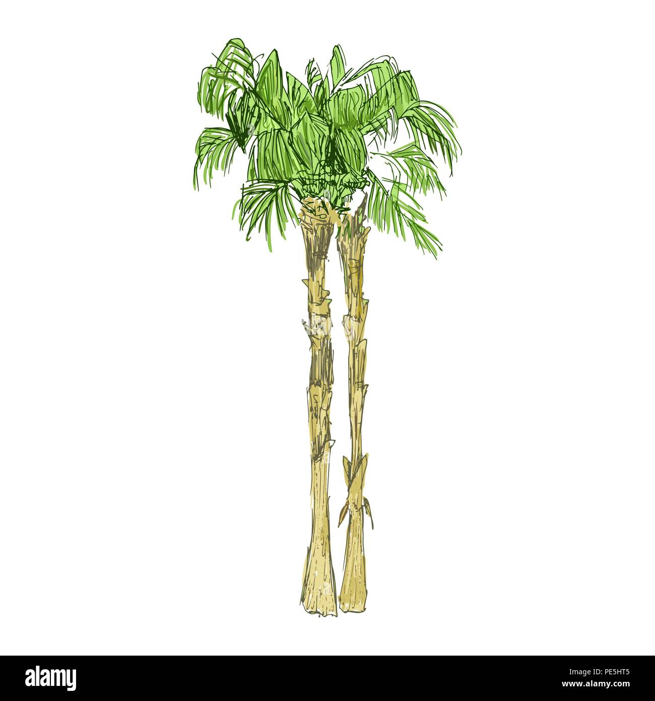 Coconut queen ou isolées avec des feuilles de palmiers. Plage et forêt tropicale, coco désert de la flore. Le feuillage des fougères subtropicales. Green palmae ou jungle arecaceae.climat de l'Île,botanique, thème de l'environnement Illustration de Vecteur Coconut queen ou isolées avec des feuilles de palmiers. Plage et forêt tropicale, coco désert de la flore. Le feuillage des fougères subtropicales. Green palmae ou jungle arecaceae.climat de l'Île,botanique, thème de l'environnement Illustration de Vecteur