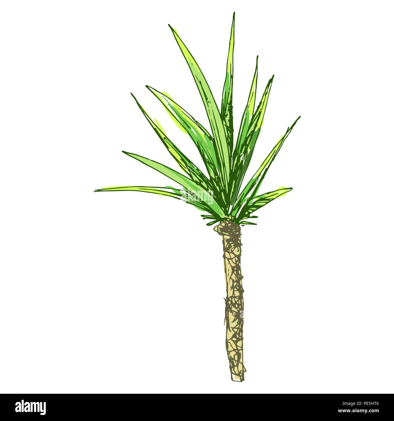 Coconut queen ou isolées avec des feuilles de palmiers. Plage et forêt tropicale, coco désert de la flore. Le feuillage des fougères subtropicales. Green palmae ou jungle arecaceae.climat de l'Île,botanique, thème de l'environnement Illustration de Vecteur Coconut queen ou isolées avec des feuilles de palmiers. Plage et forêt tropicale, coco désert de la flore. Le feuillage des fougères subtropicales. Green palmae ou jungle arecaceae.climat de l'Île,botanique, thème de l'environnement Illustration de Vecteur