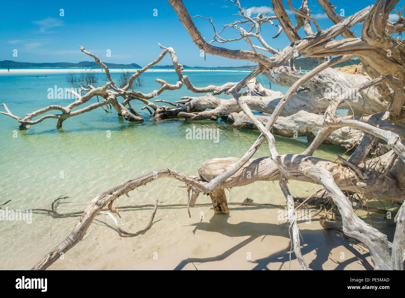 Arbre mort blanche dans l'eau de Whitehaven Beach en Australie Banque D'Images