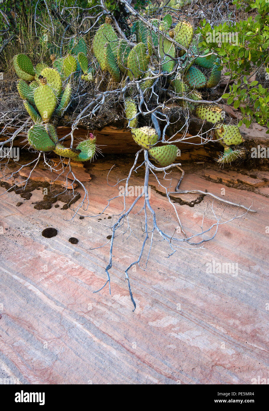 Cactus et les branches d'arbres contre le grès rose, Zion National Park, Utah, États-Unis Banque D'Images