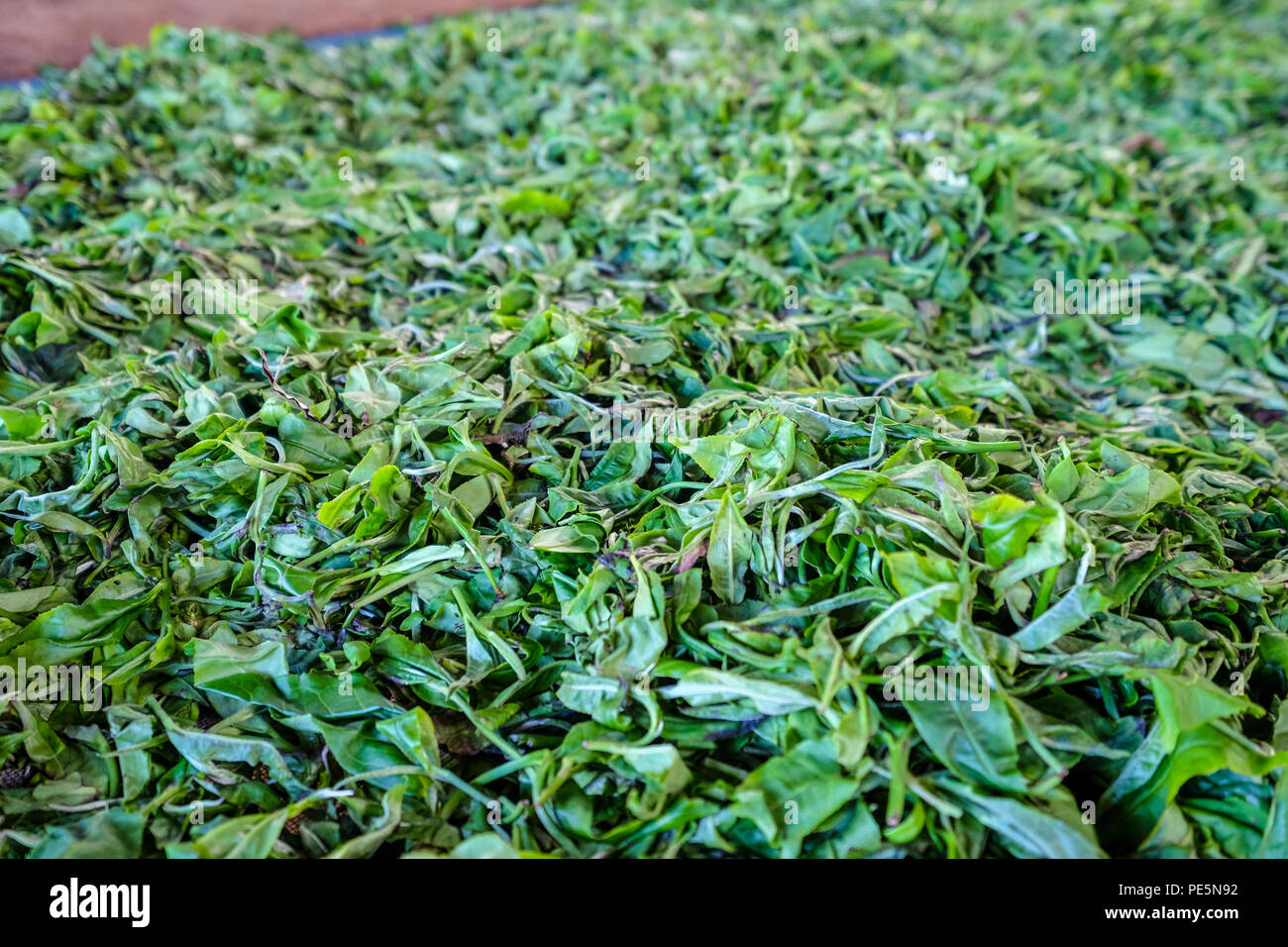 Le séchage des feuilles de thé sur une table dans le Plateau des Bolavens, Laos Banque D'Images