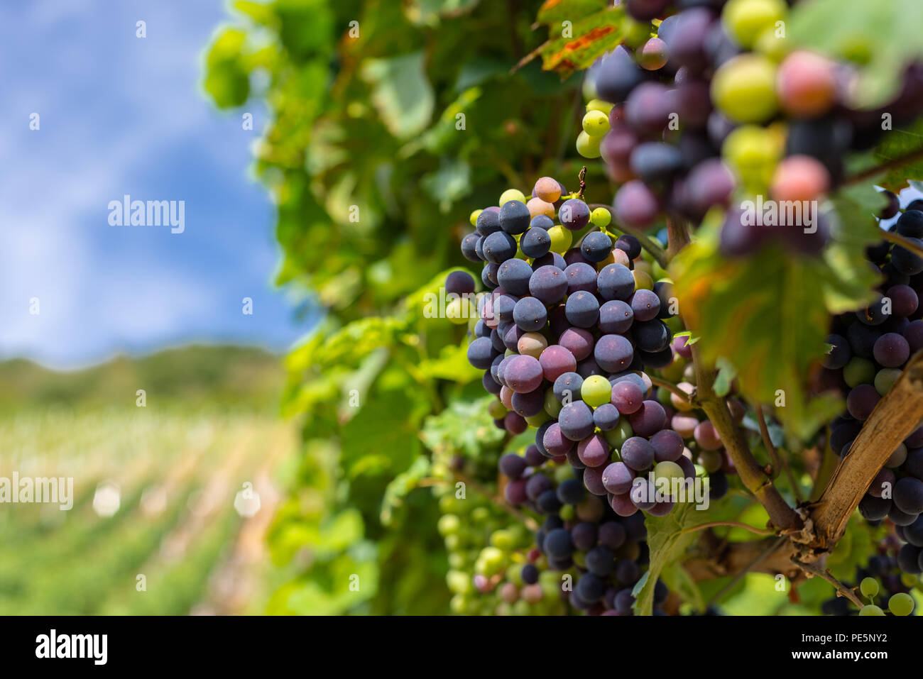 Le mûrissement des raisins rouge gros plan sur une plantation de vigne sur une belle, ensoleillée, chaude journée d'été dans l'ouest de l'Allemagne. Banque D'Images