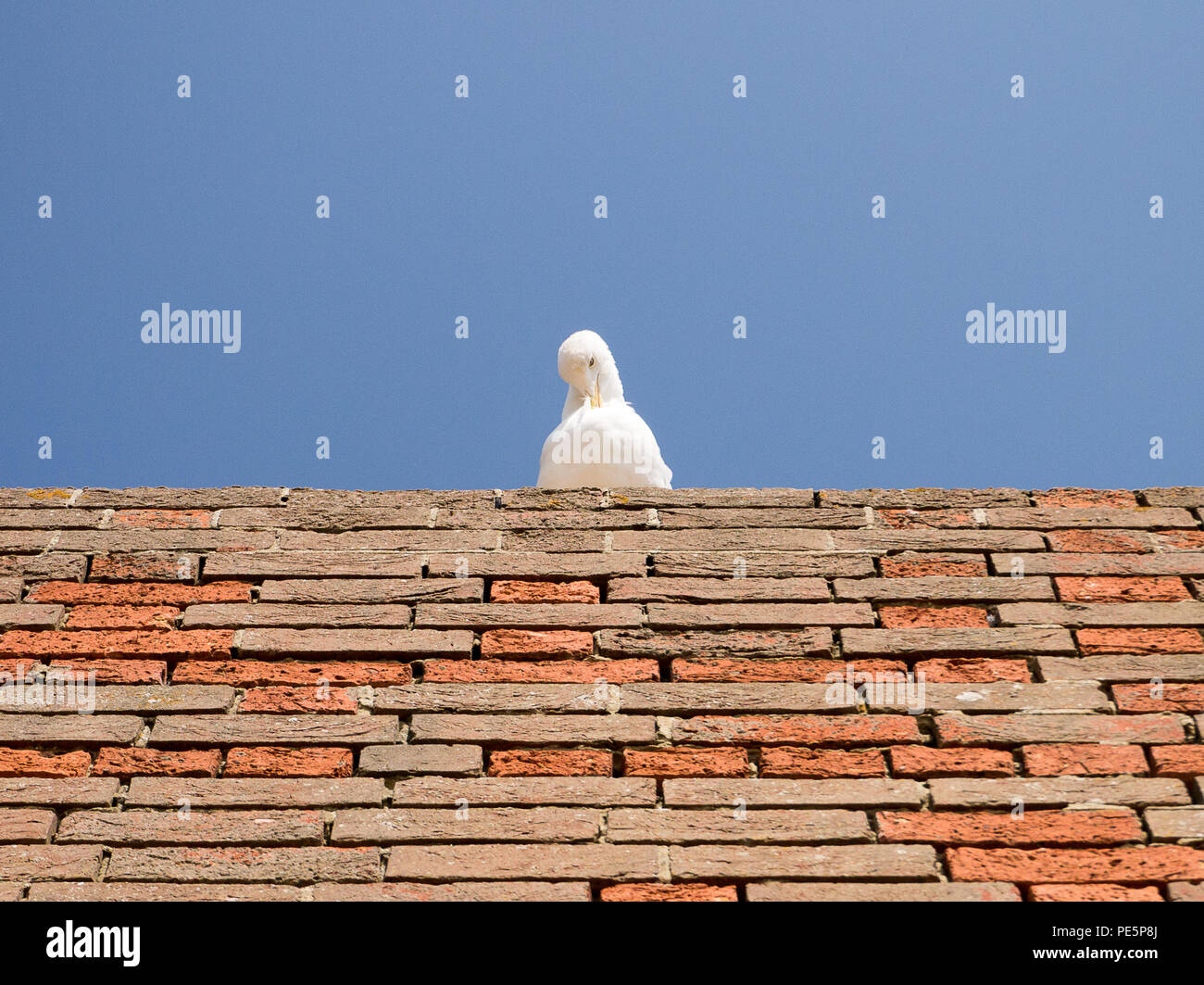 Image en couleur d'une mouette blanche sur un mur de brique rouge, avec sa tête rentrée dans sa poitrine, tourné à partir de ci-dessous contre un ciel bleu clair Banque D'Images