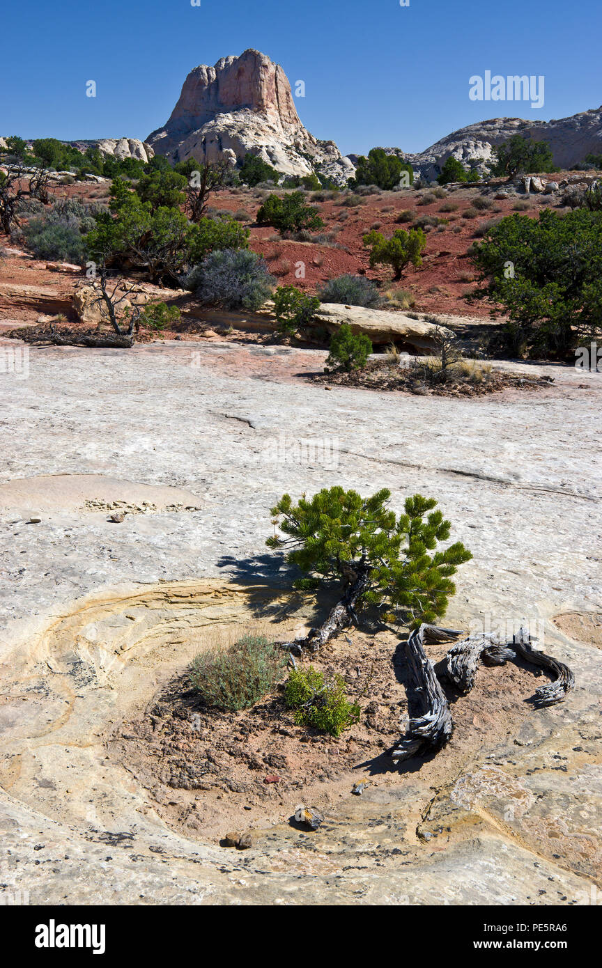 Paysage le long du sentier en boutons Navajo Capitol Reef National Park, en Utah, aux États-Unis Banque D'Images