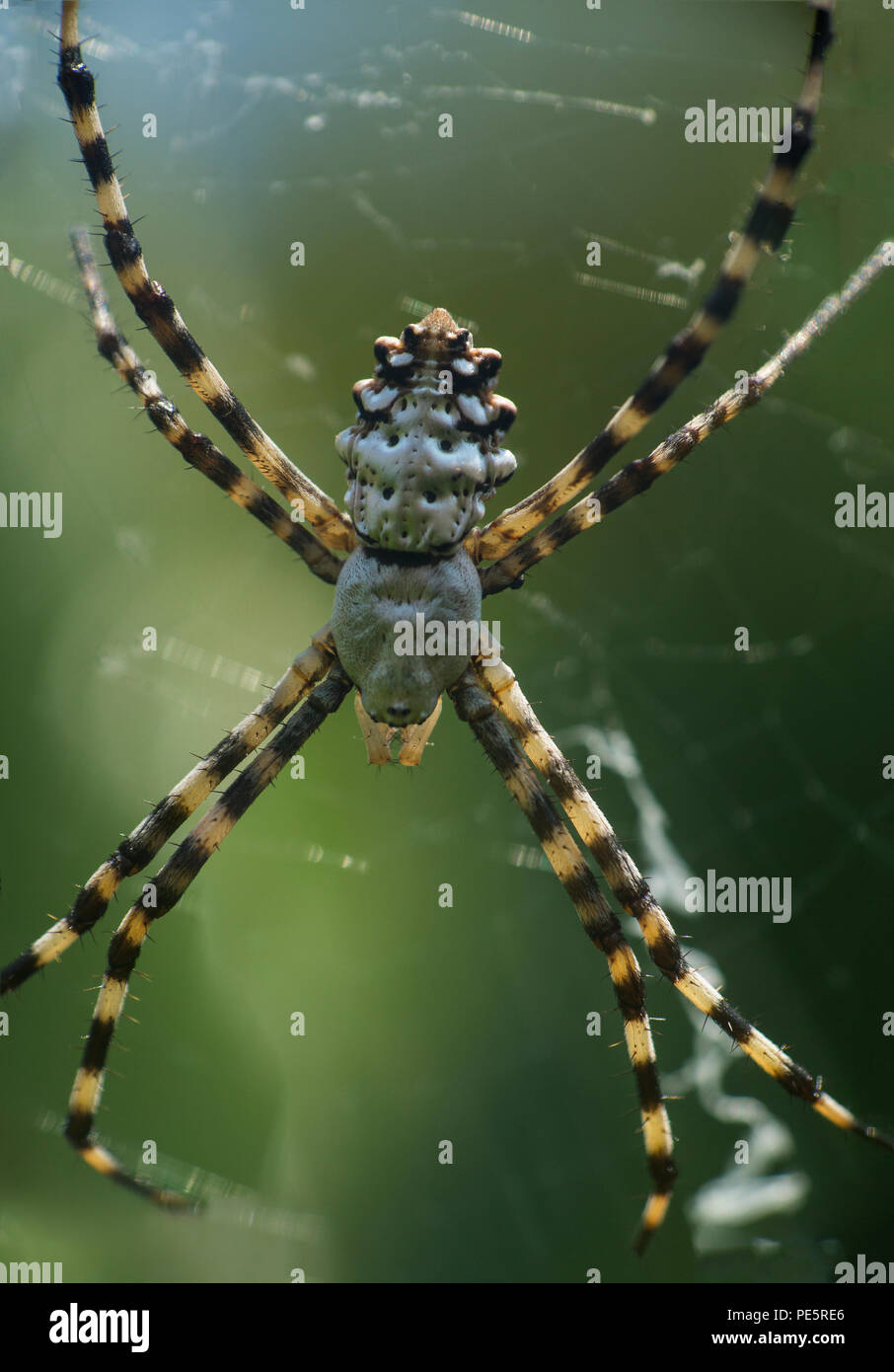 Argiope lobata est une espèce d'araignée de la famille des Araneidae Banque D'Images