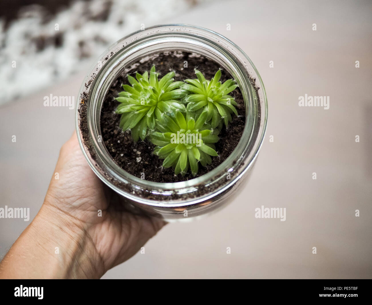 Main tenant un Sempervivum succulentes qui se développe dans un bocal en verre Banque D'Images