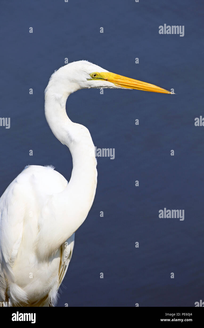 Grande Aigrette Ardea alba, à l'Edwin B. Forsythe National Wildlife Refuge à Galloway Township, New Jersey, USA Banque D'Images