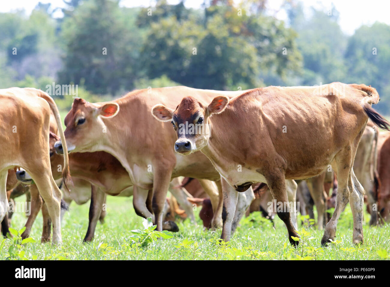 Un troupeau de vaches Jersey marche dans un pâturage sur une ferme en été Banque D'Images