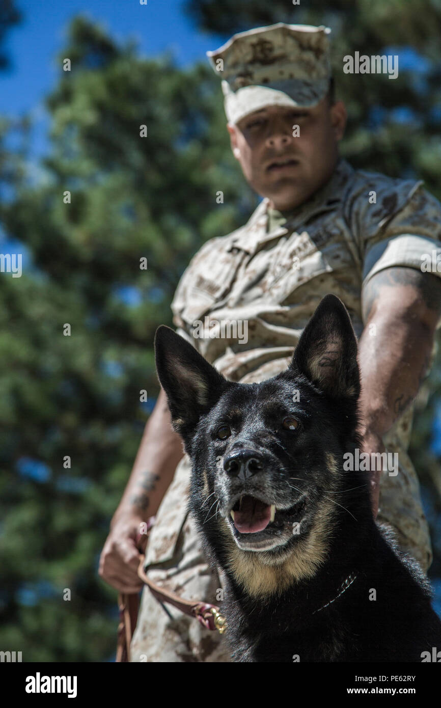 Jeny, un chien de travail militaire, et le Cpl. Jeff E. Montanari, son gestionnaire, se préparent à lancer une session de formation à bord de Marine Corps Air Station Beaufort, 8 octobre. Les équipes, composées d'un chien et d'un gestionnaire, d'exécuter des scénarios possibles qui pourraient être rencontrés lors des missions et opérations au jour le jour. Montanari et Jeny sont à la fois avec le grand prévôt, section MWD Office à bord de la station d'air. Banque D'Images Jeny, un chien de travail militaire, et le Cpl. Jeff E. Montanari, son gestionnaire, se préparent à lancer une session de formation à bord de Marine Corps Air Station Beaufort, 8 octobre. Les équipes, composées d'un chien et d'un gestionnaire, d'exécuter des scénarios possibles qui pourraient être rencontrés lors des missions et opérations au jour le jour. Montanari et Jeny sont à la fois avec le grand prévôt, section MWD Office à bord de la station d'air. Banque D'Images