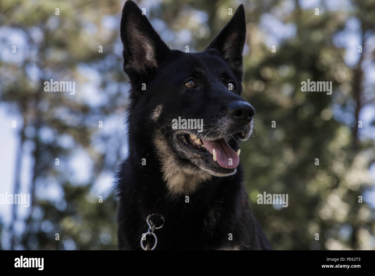 Jeny, un chien de travail militaire, écoute aux commandes de son chien pendant une session de formation à bord de Marine Corps Air Station Beaufort, 8 octobre. Jeny est un 6-year-old Sheppard allemand et a été avec l'appareil pendant plus d'un an. Les équipes, composées d'un chien et d'un gestionnaire, d'exécuter des scénarios possibles qui pourraient être confrontés lors des missions et opérations au jour le jour. Jeny est avec le grand prévôt, section MWD Office à bord de la station d'air. Banque D'Images Jeny, un chien de travail militaire, écoute aux commandes de son chien pendant une session de formation à bord de Marine Corps Air Station Beaufort, 8 octobre. Jeny est un 6-year-old Sheppard allemand et a été avec l'appareil pendant plus d'un an. Les équipes, composées d'un chien et d'un gestionnaire, d'exécuter des scénarios possibles qui pourraient être confrontés lors des missions et opérations au jour le jour. Jeny est avec le grand prévôt, section MWD Office à bord de la station d'air. Banque D'Images