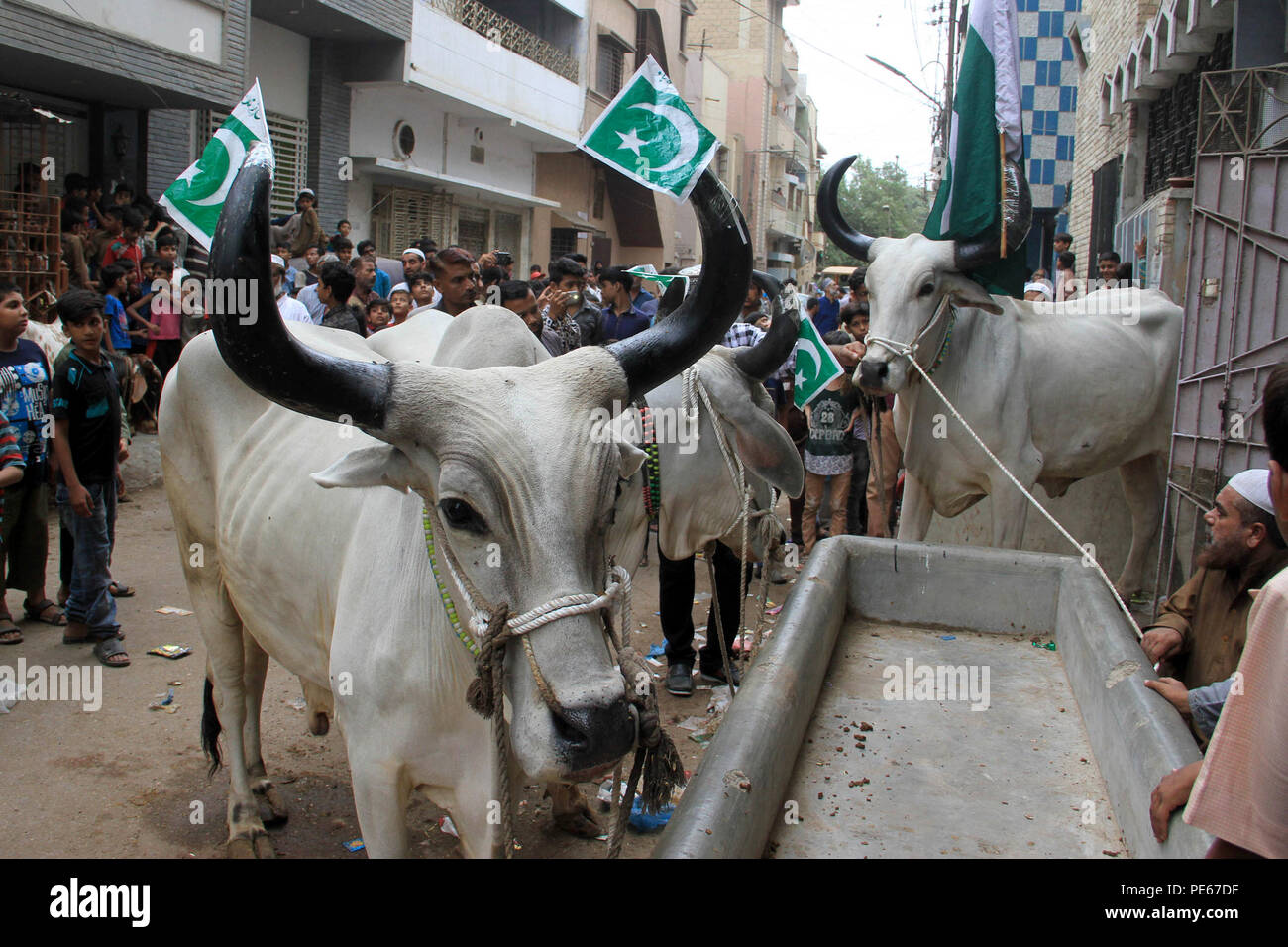 Karachi. Août 12, 2018. Les taureaux sont vus sur une rue après un vendeur utilisé une grue pour les faire baisser depuis le toit de sa maison de trois étages à Karachi, dans le sud du Pakistan, le 12 août, 2018. Au Pakistan, les musulmans célèbrent la fête annuelle de l'Aïd al-Adha, ou la fête de sacrifice, le 22 août. Source : Xinhua/Alamy Live News Banque D'Images