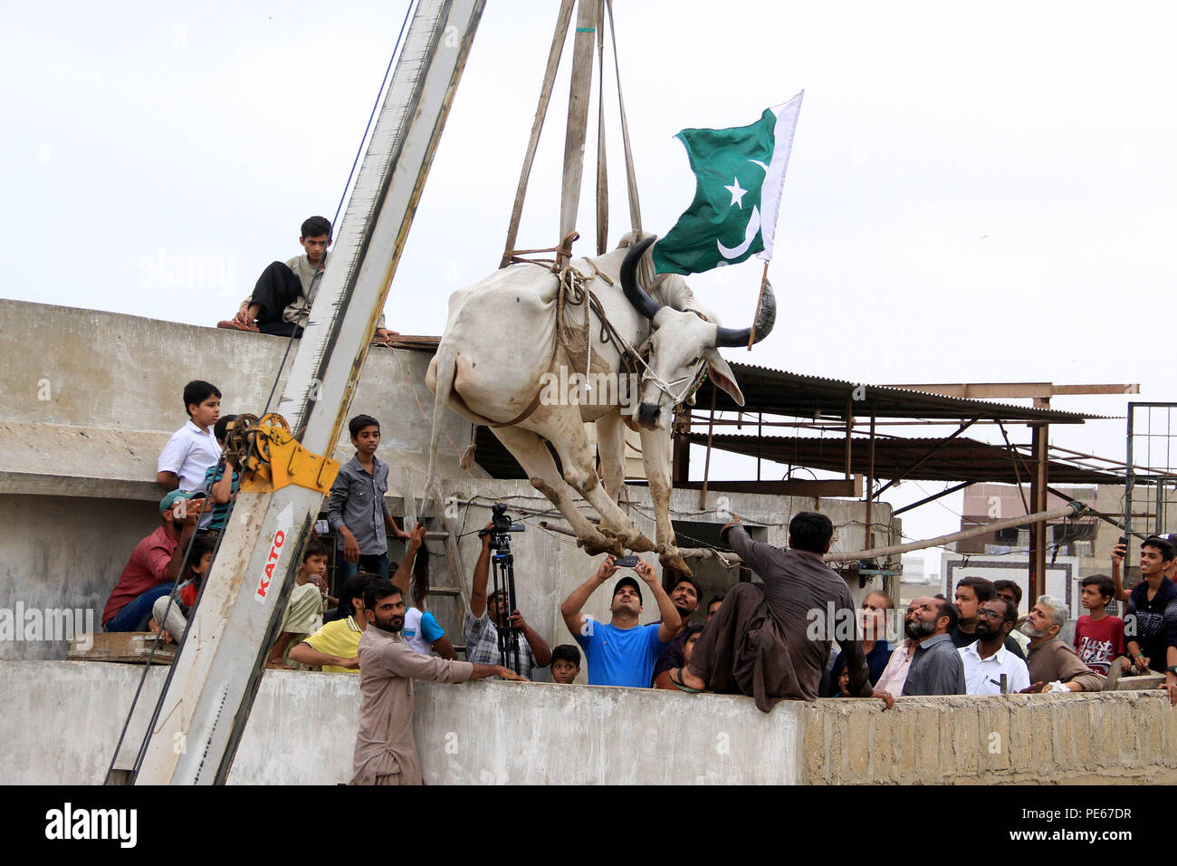 Karachi. Août 12, 2018. La population locale regarder comme un fournisseur utilise une grue pour amener un taureau en bas du haut du toit de sa maison de trois étages pour l'Aïd al-Adha festival à Karachi, dans le sud du Pakistan, le 12 août, 2018. Au Pakistan, les musulmans célèbrent la fête annuelle de l'Aïd al-Adha, ou la fête de sacrifice, le 22 août. Source : Xinhua/Alamy Live News Banque D'Images