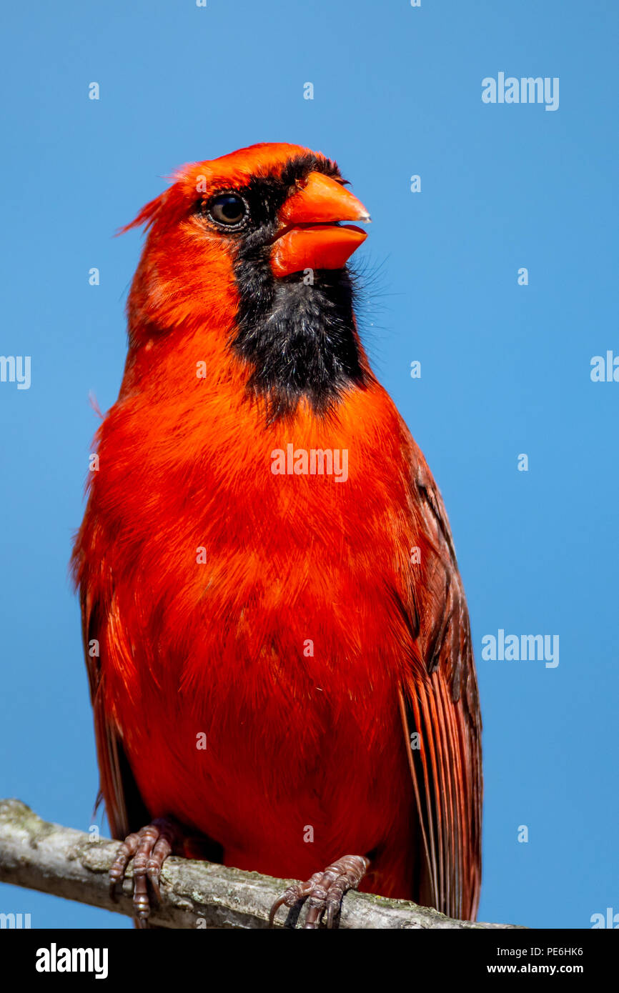 Un mâle Cardinal rouge (Cardinalis cardinalis) est perché sur une branche d'arbre. Banque D'Images