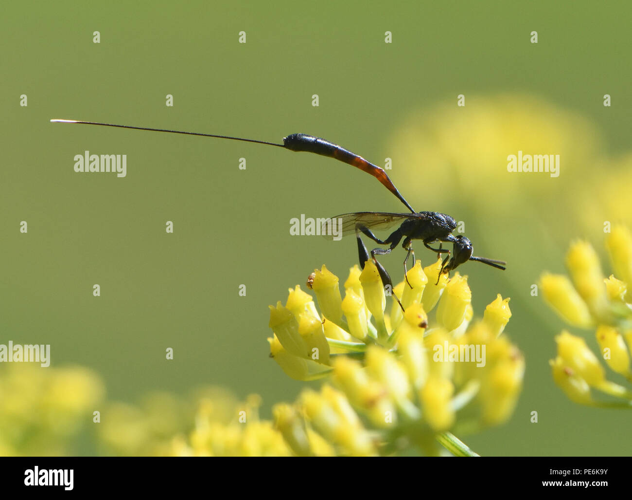 Une femelle Gasteruption jaculator hyménoptère () se nourrit de nectar sur un fenouil (Foeniculum vulgare) capitule. Bedgebury Forêt, Hawkhurst, Kent, UK. Banque D'Images