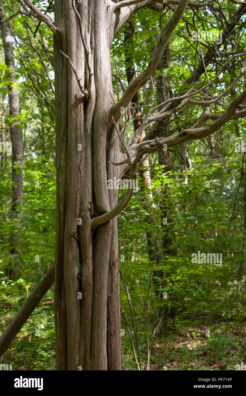 Les colonnes de tronc d'un séquoia, séchées avec twisted branches sortant dehors. Centre d'éducation et de l'habitat Wildlife Sanctuary, Belmont, MA, USA Banque D'Images