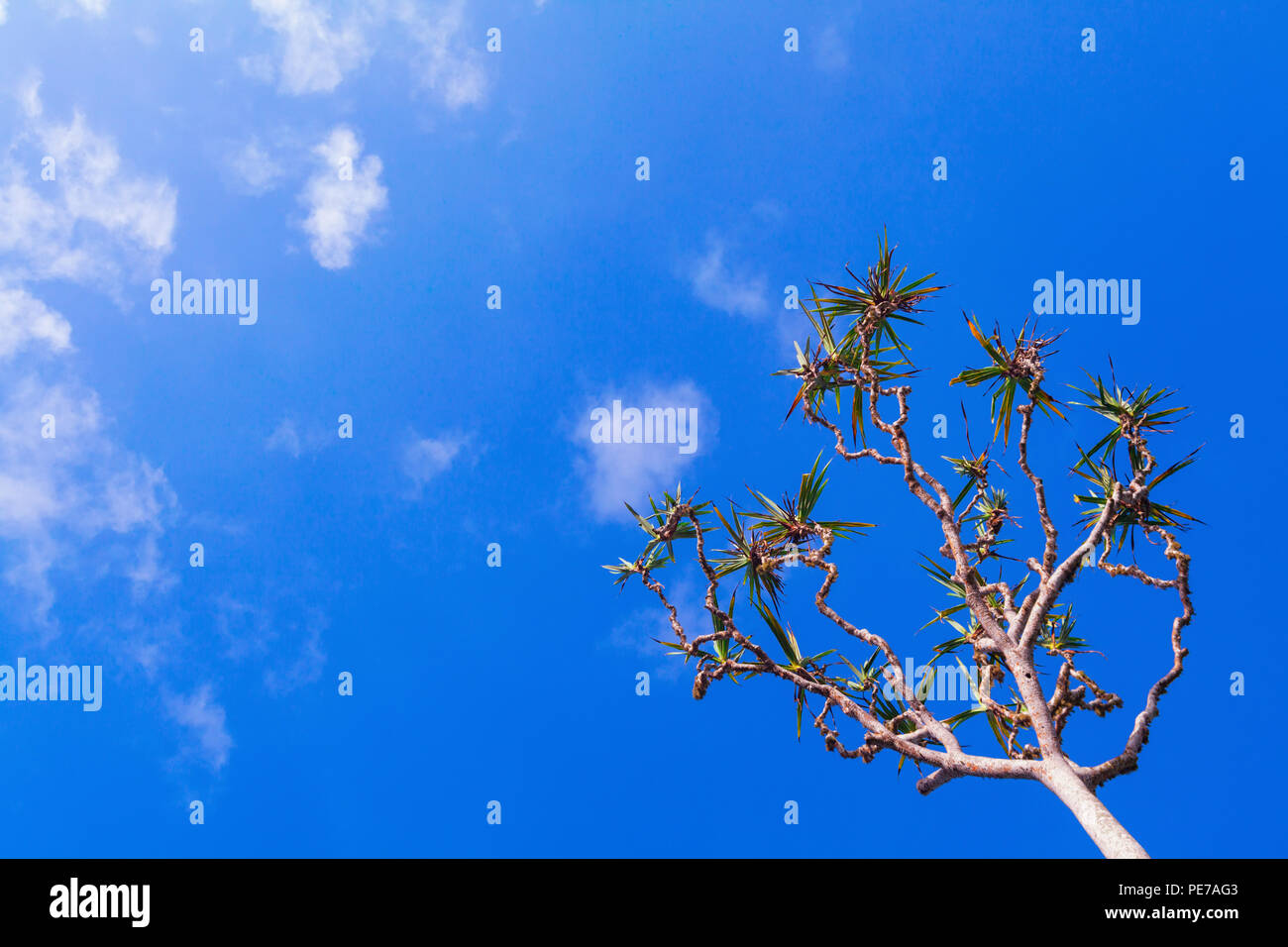 Un arbre de Pandan, également connu sous le nom d'une vis ou pin pandanus palm. C'est arbre avec tronc soutenu par les racines échasses. Croissant sur les plages tropicales de l'océan. Banque D'Images