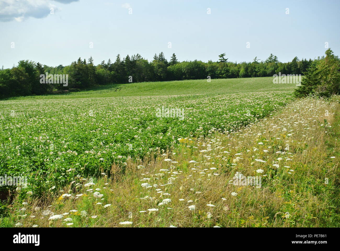 Champ de fleurs pommes de terre avec une forêt en arrière-plan on Prince Edward Island, Canada Banque D'Images