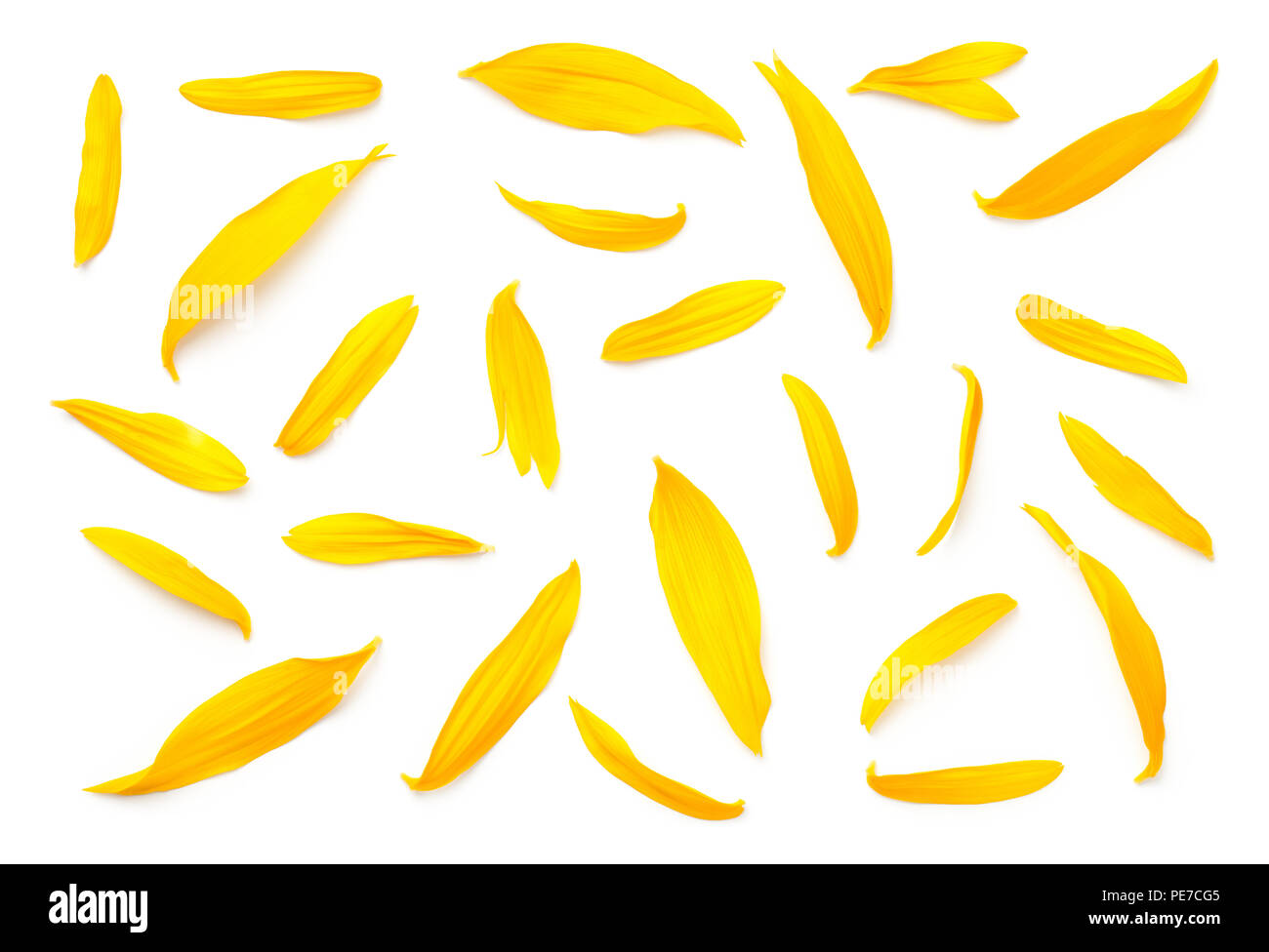 Pétales de tournesol isolé sur fond blanc. Mise à plat. Vue d'en haut Banque D'Images