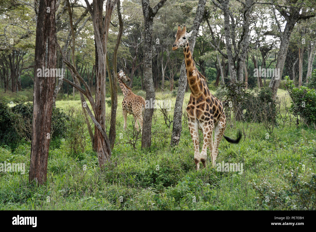Les Girafes Rothschild en forêt à centre Afew Giraffe, Nairobi, Kenya Banque D'Images