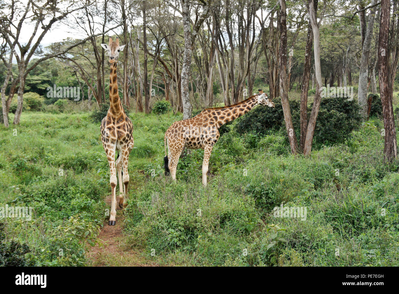 Les Girafes Rothschild en forêt à centre Afew Giraffe, Nairobi, Kenya Banque D'Images