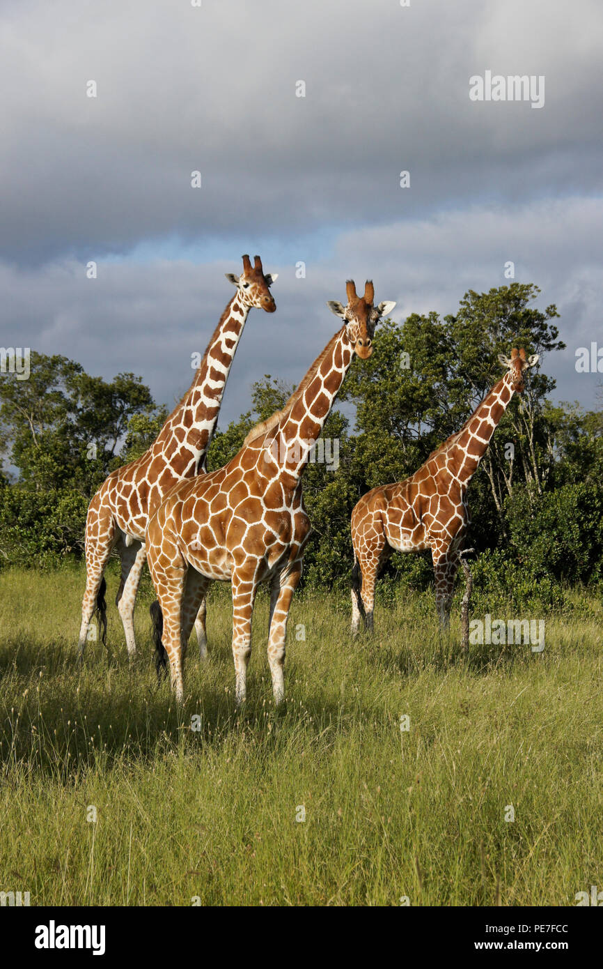 Les Girafes réticulée debout dans l'herbe haute, Ol Pejeta Conservancy, Kenya Banque D'Images