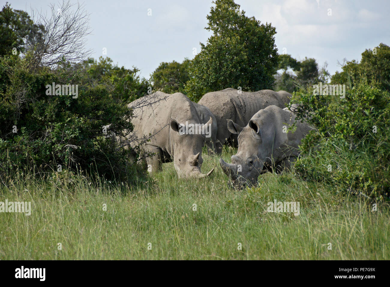 Rhinocéros blancs paissant dans la brousse, Ol Pejeta Conservancy, Kenya Banque D'Images